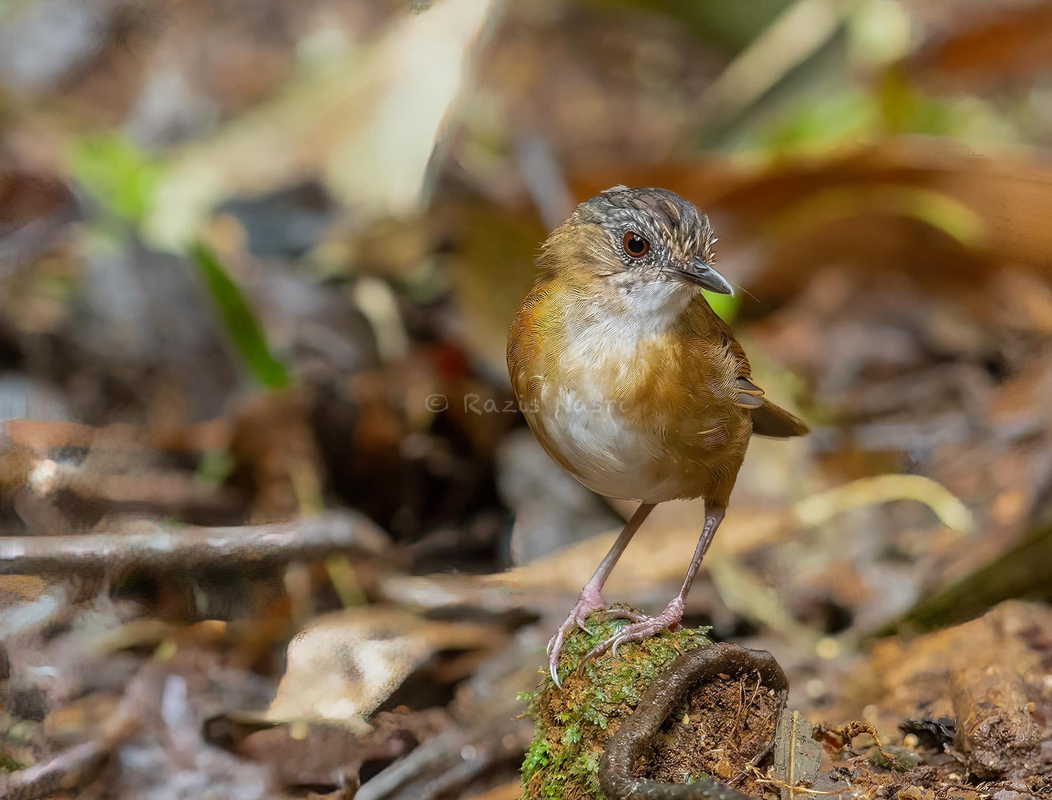 Temminck's Babbler — Borneo wildlife, book, free download, jungle tour, bird, bird tour