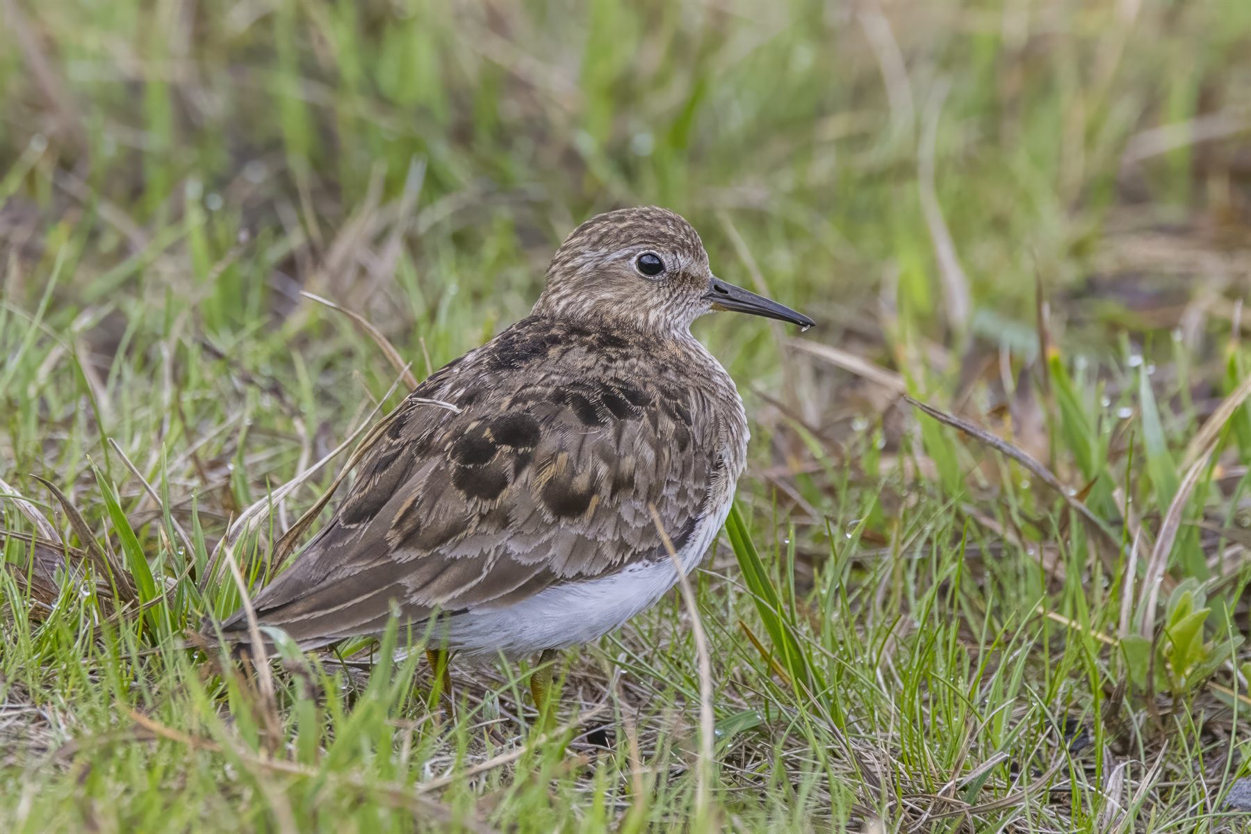 Temminck's Stint — Borneo wildlife, book, free download, jungle tour, bird, bird tour