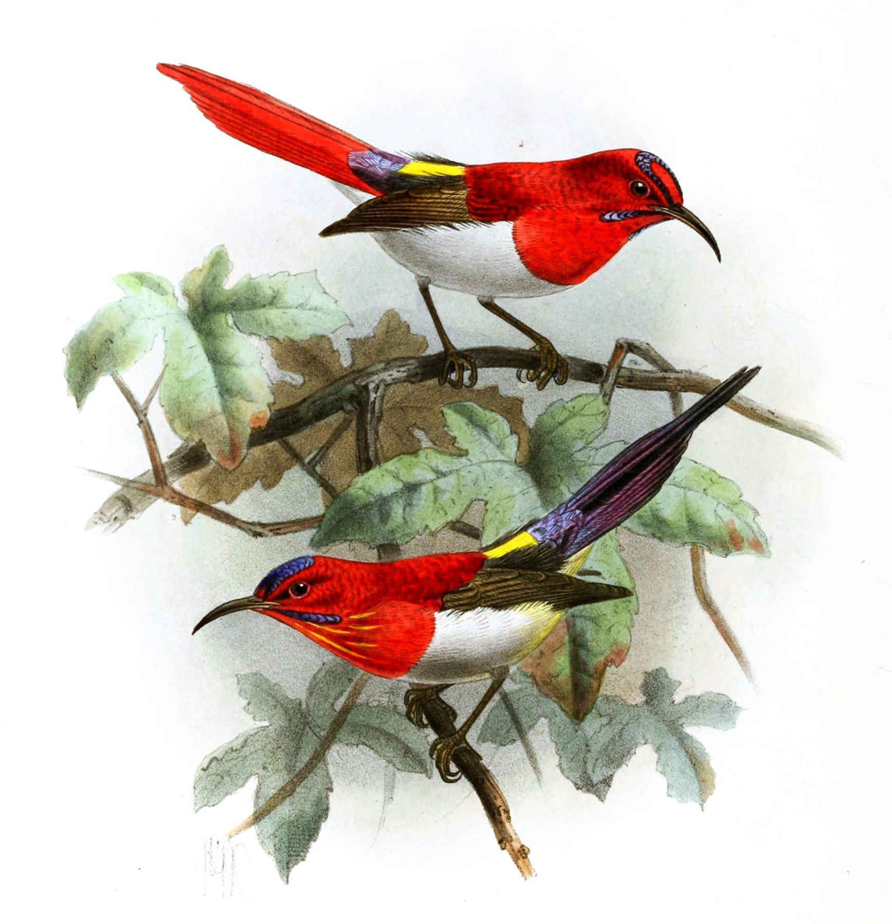 Temminck's Sunbird — Borneo wildlife, book, free download, jungle tour, bird, bird tour