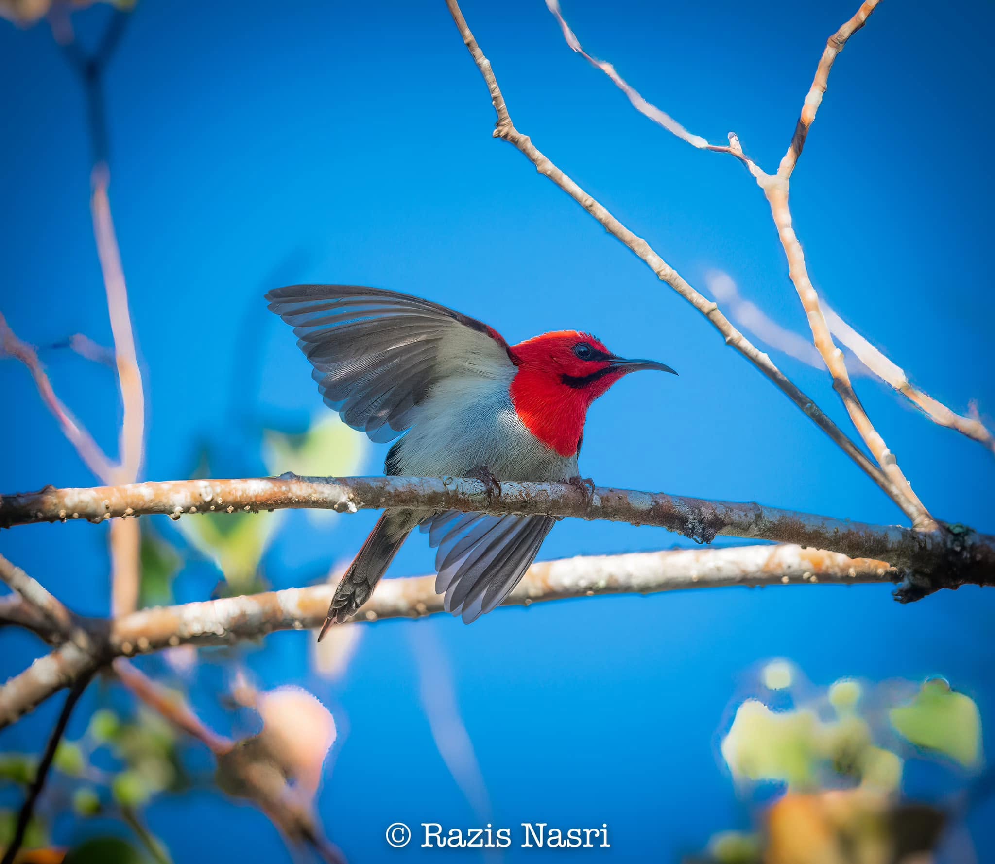 Temminck's Sunbird — Borneo wildlife, book, free download, jungle tour, bird, bird tour