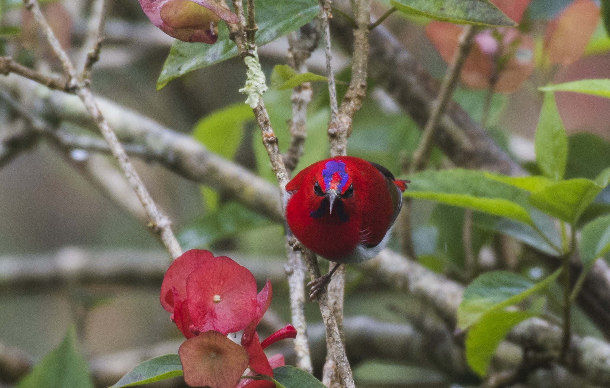 Temminck's Sunbird — Borneo wildlife, book, free download, jungle tour, bird, bird tour