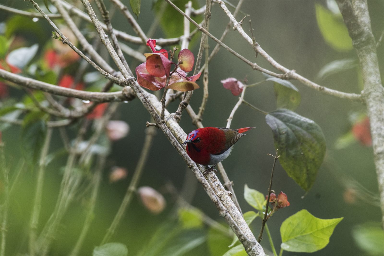 Temminck's Sunbird — Borneo wildlife, book, free download, jungle tour, bird, bird tour