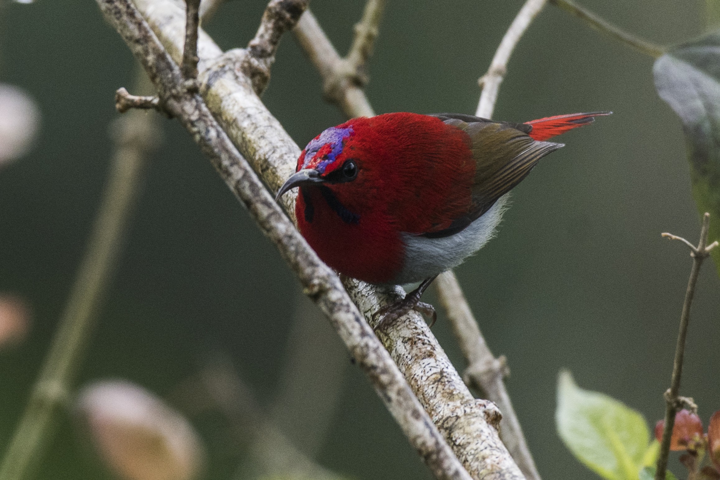 Temminck's Sunbird — Borneo wildlife, book, free download, jungle tour, bird, bird tour