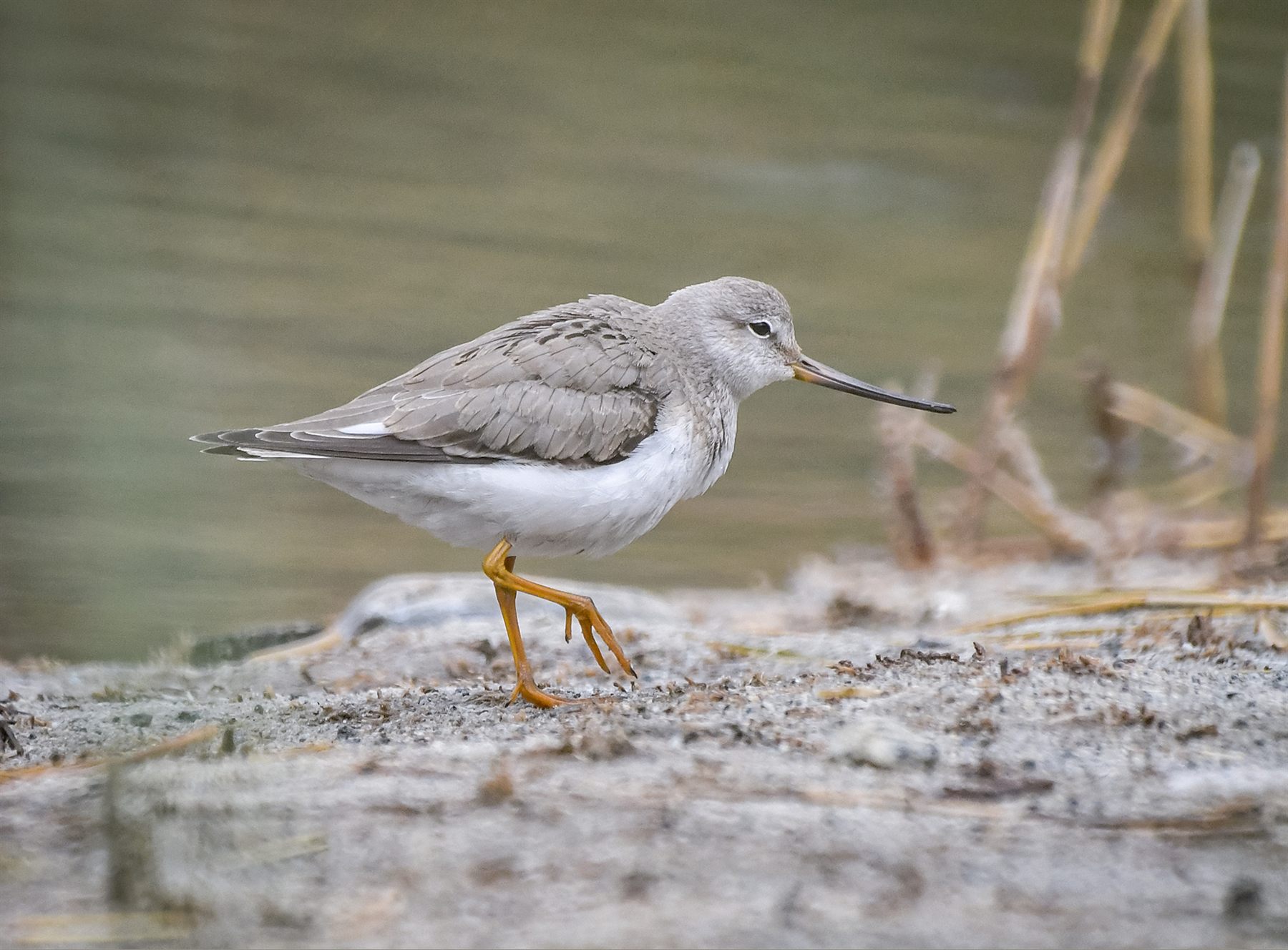 Terek Sandpiper — Borneo wildlife, book, free download, jungle tour, bird, bird tour