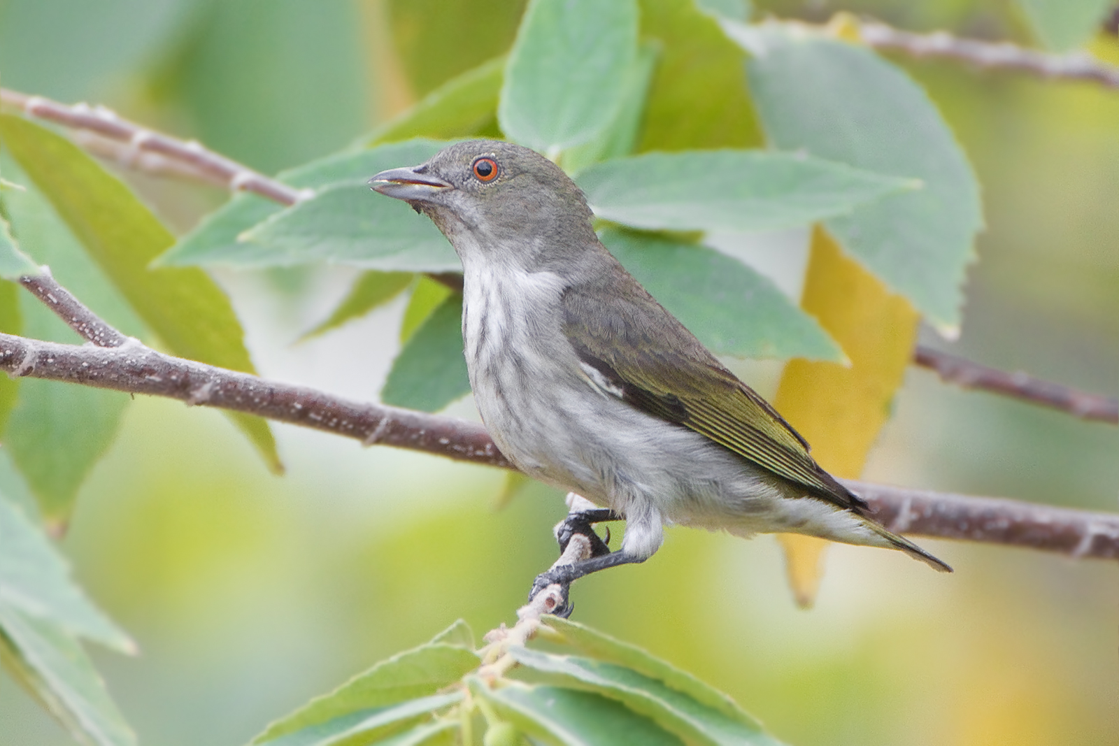 Thick-billed Flowerpecker — Borneo wildlife, book, free download, jungle tour, bird, bird tour