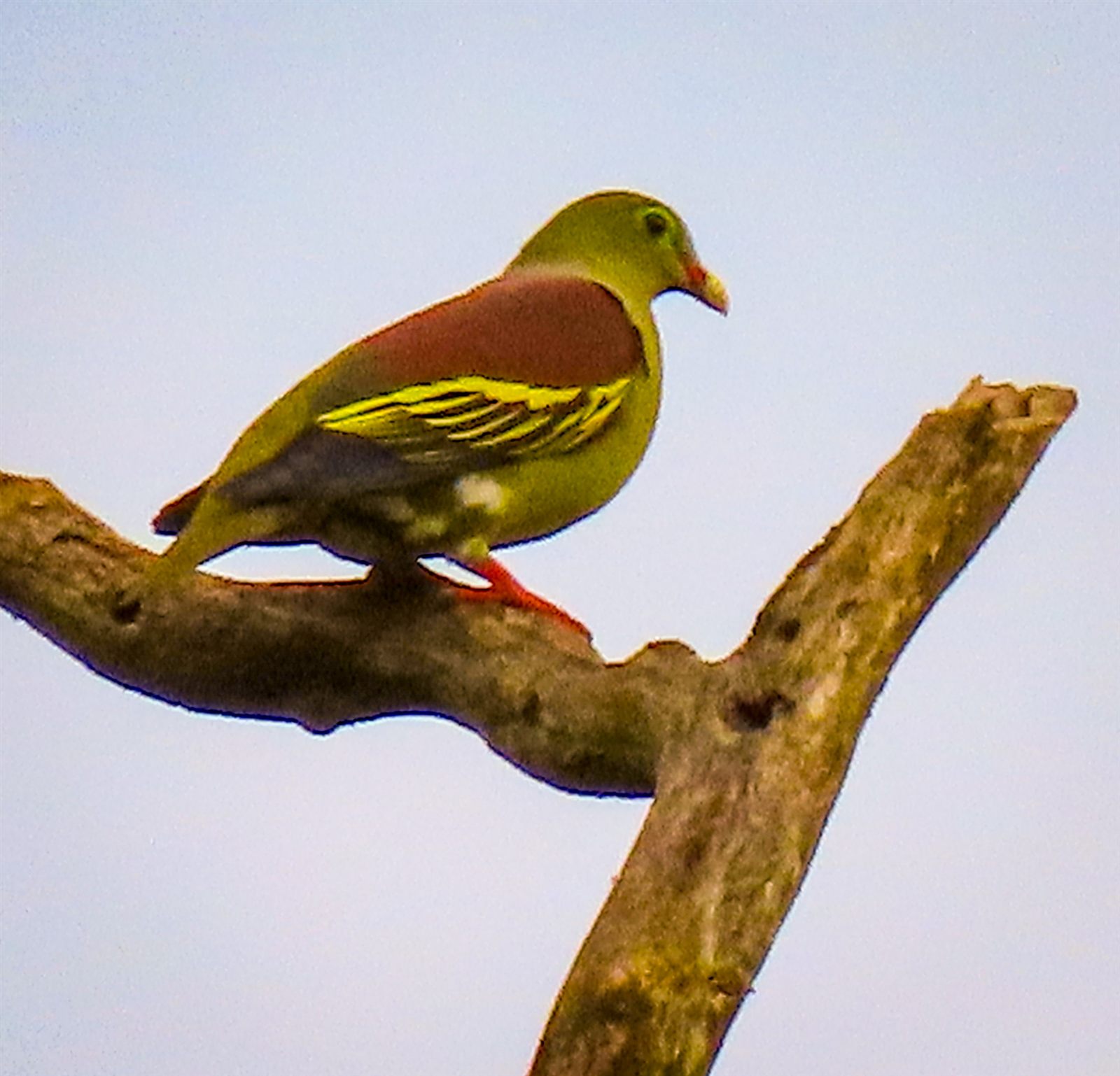 Thick-billed Green-Pigeon — Borneo wildlife, book, free download, jungle tour, bird, bird tour