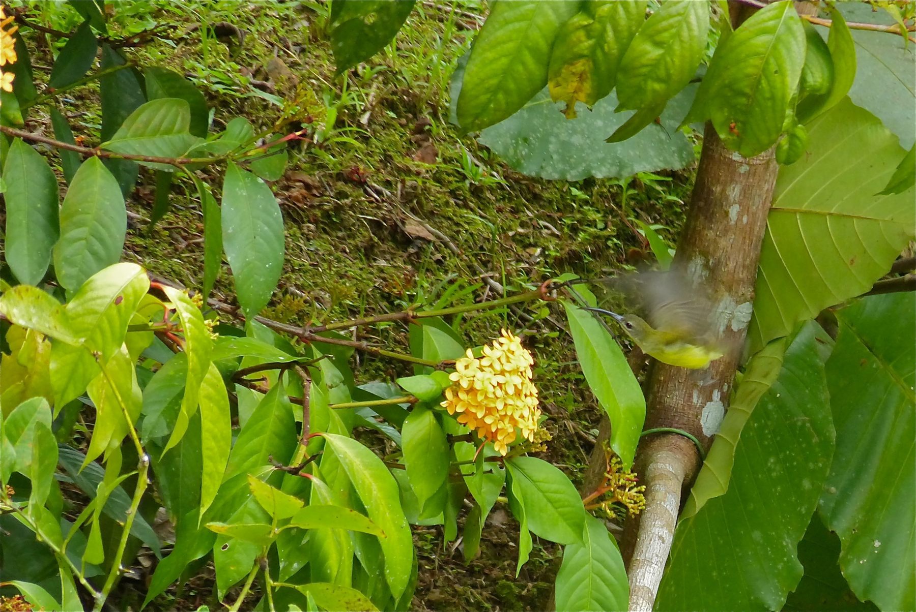 Thick-billed Spiderhunter — Borneo wildlife, book, free download, jungle tour, bird, bird tour