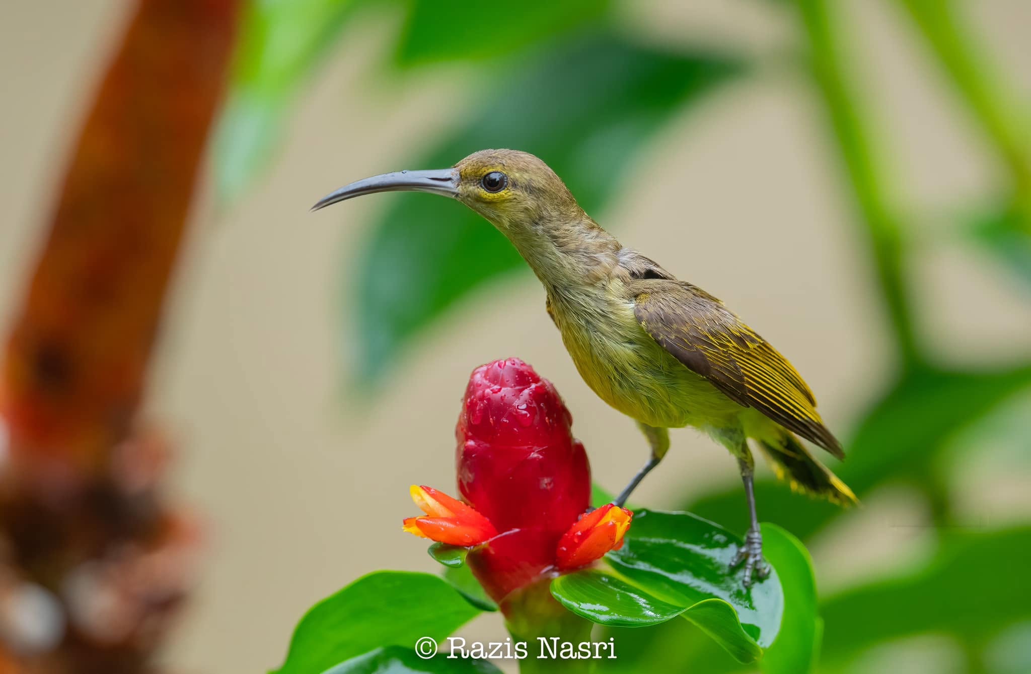 Thick-billed Spiderhunter — Borneo wildlife, book, free download, jungle tour, bird, bird tour