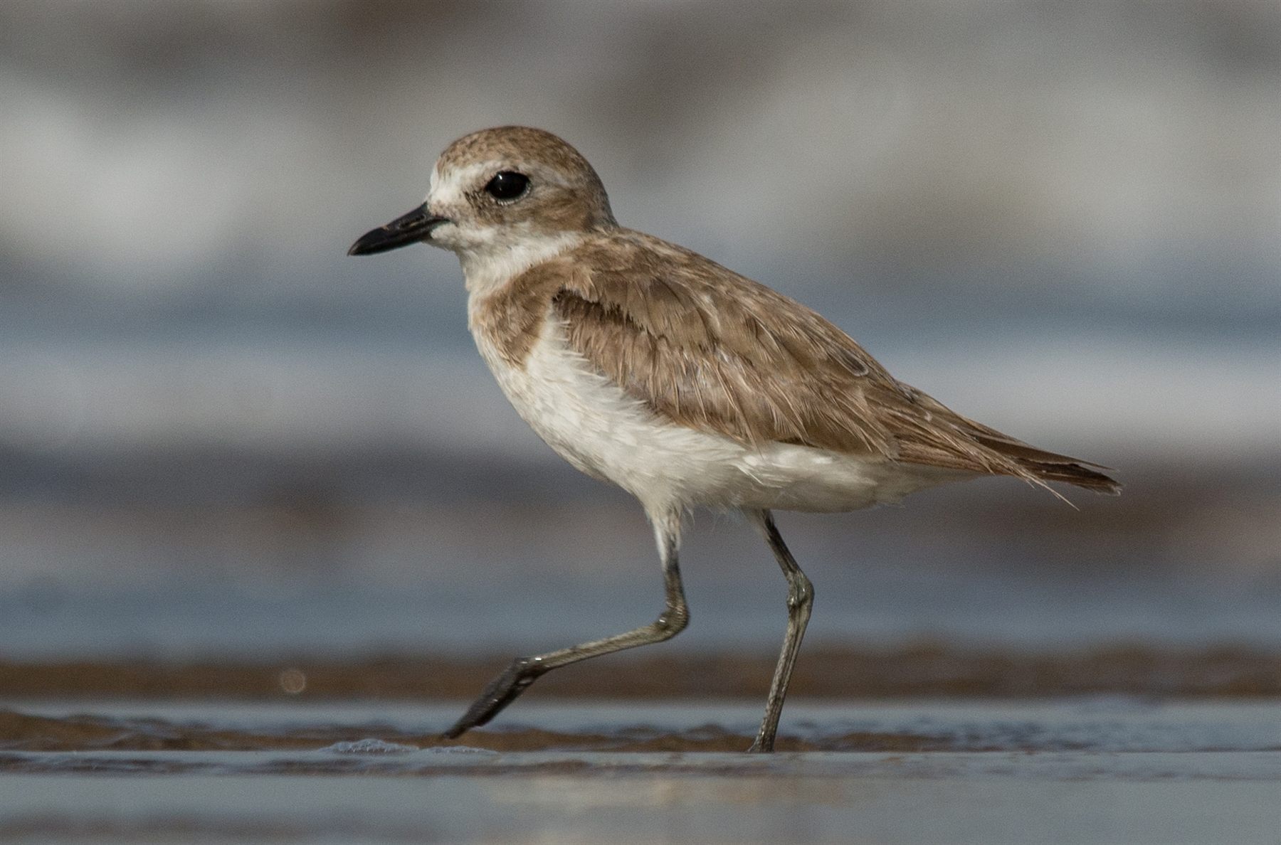 Tibetan Sand-Plover — Borneo wildlife, book, free download, jungle tour, bird, bird tour