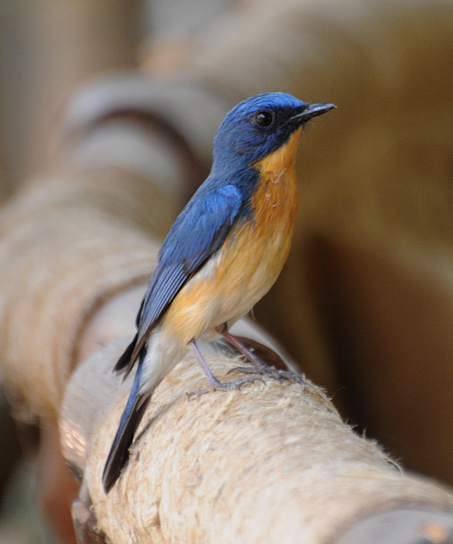 Tickell's Blue Flycatcher — Borneo wildlife, book, free download, jungle tour, bird, bird tour