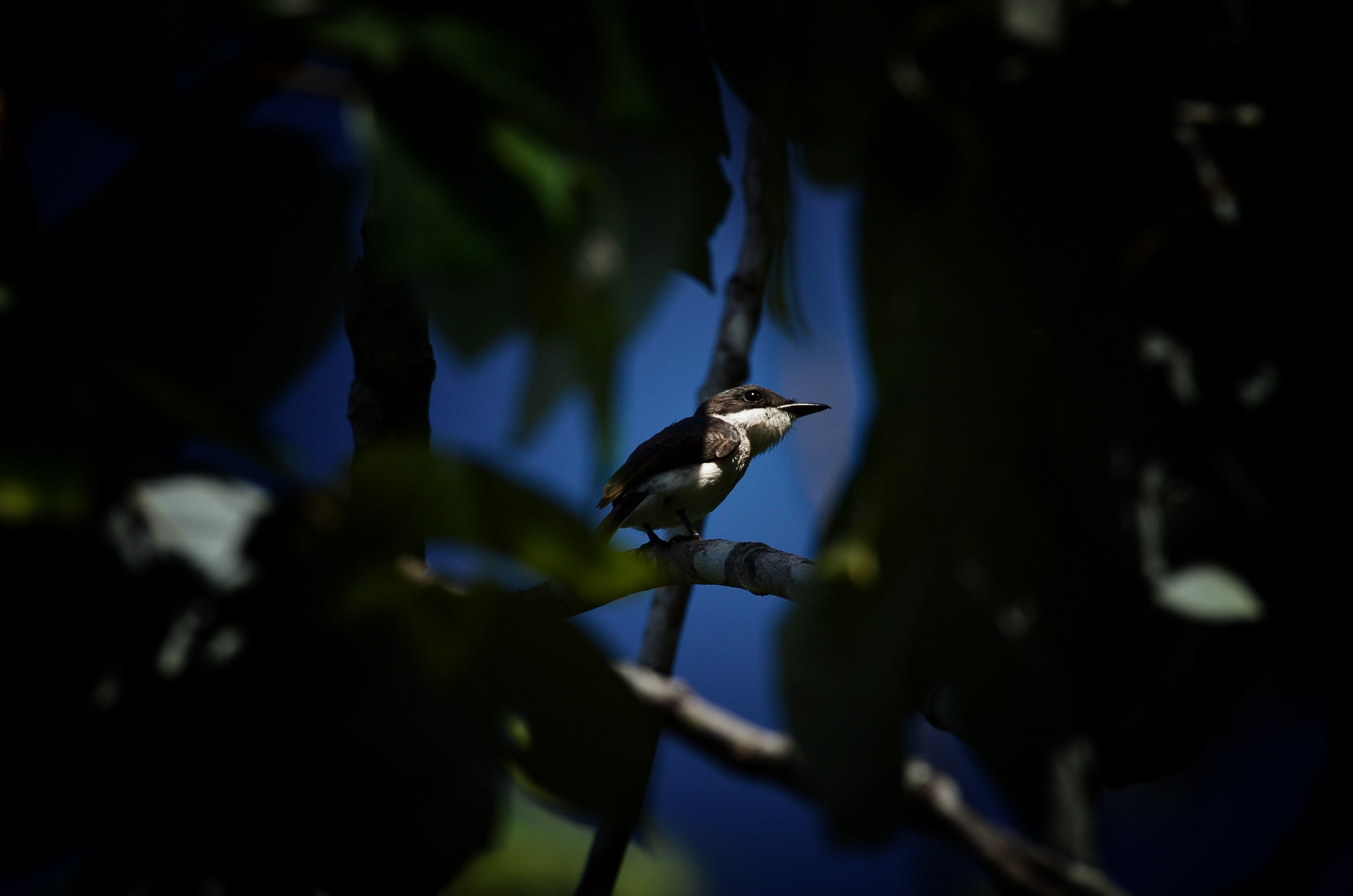 Tiger Shrike — Borneo wildlife, book, free download, jungle tour, bird, bird tour