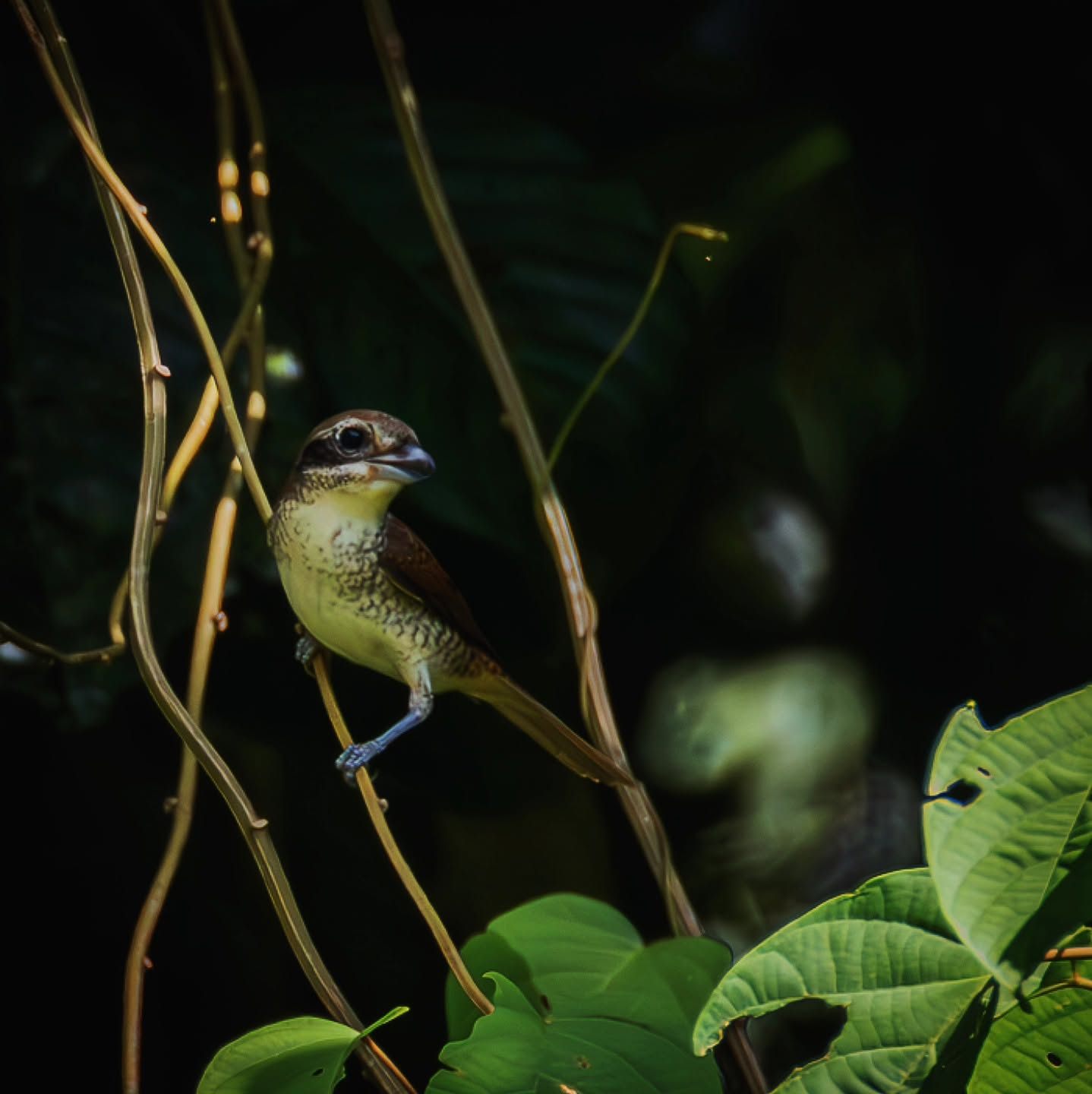 Tiger Shrike — Borneo wildlife, book, free download, jungle tour, bird, bird tour