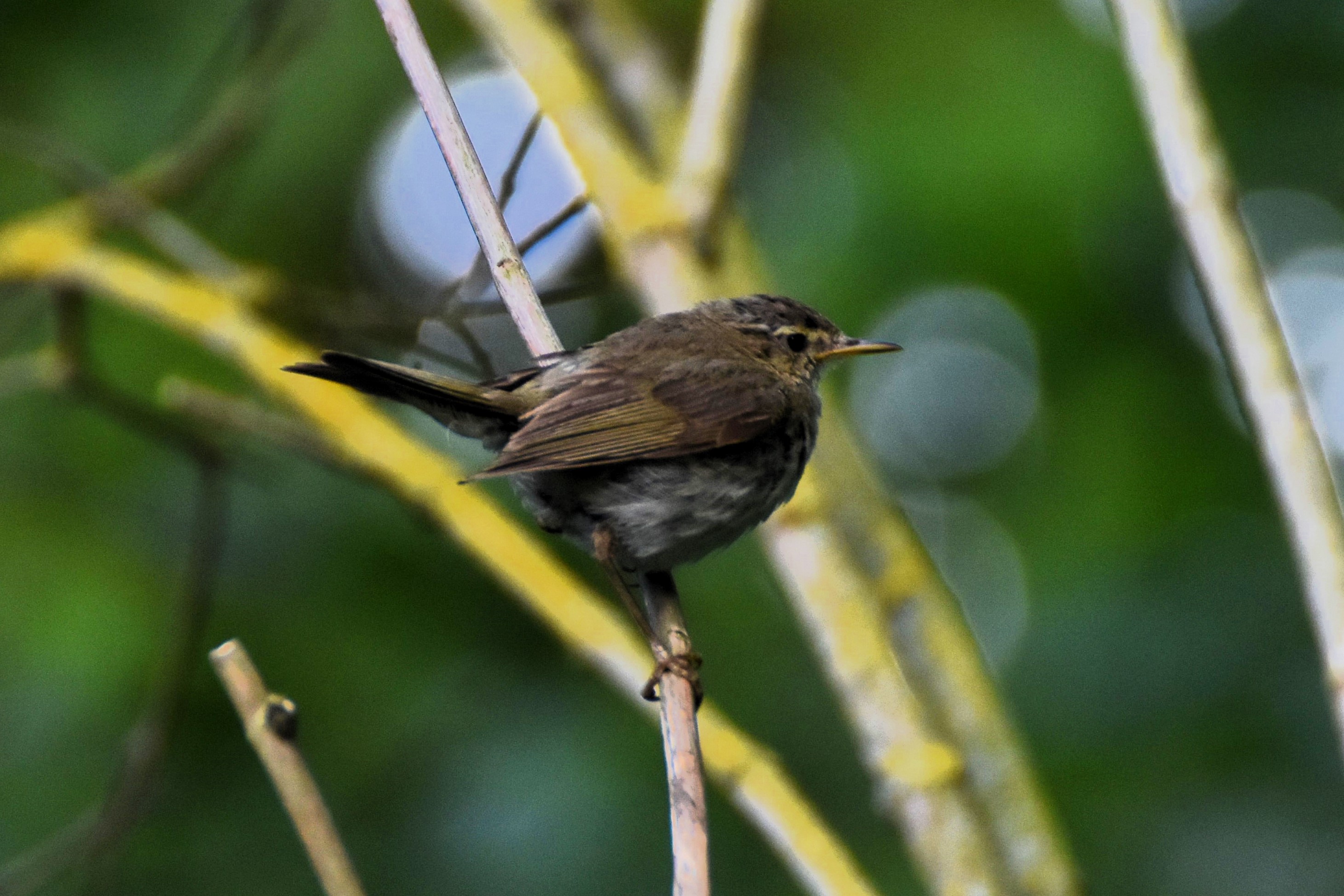Tree Pipit — Borneo wildlife, book, free download, jungle tour, bird, bird tour
