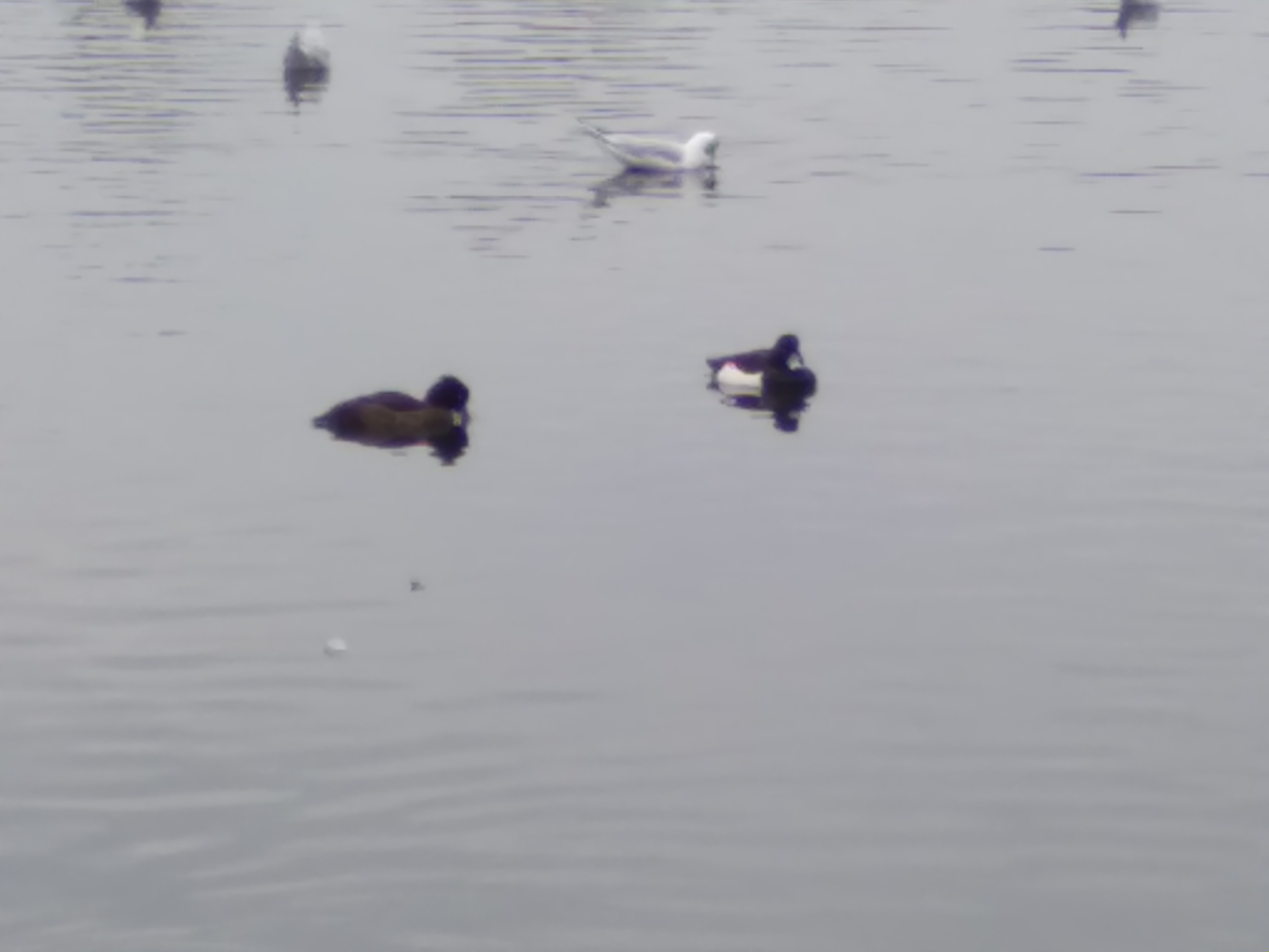 Tufted Duck — Borneo wildlife, book, free download, jungle tour, bird, bird tour