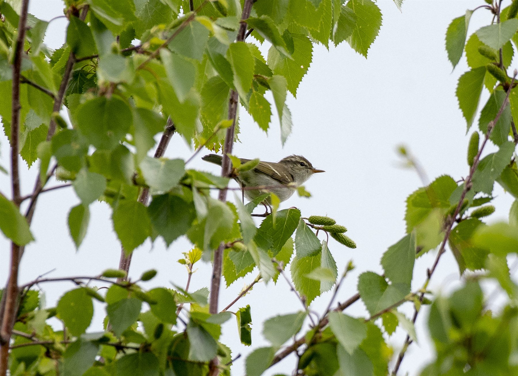 Two-barred Warbler — Borneo wildlife, book, free download, jungle tour, bird, bird tour