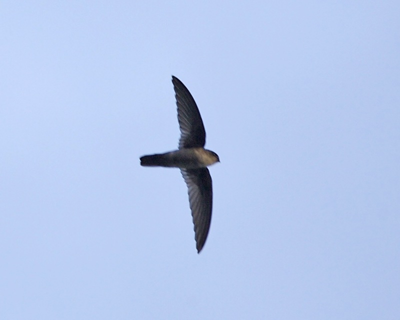 Uniform Swiftlet — Borneo wildlife, book, free download, jungle tour, bird, bird tour