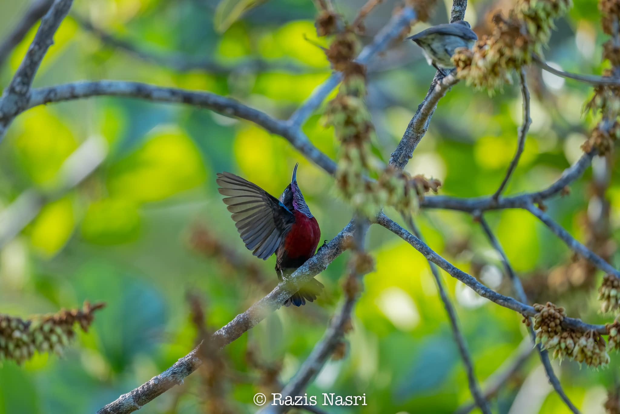 Van Hasselt's Sunbird — Borneo wildlife, book, free download, jungle tour, bird, bird tour