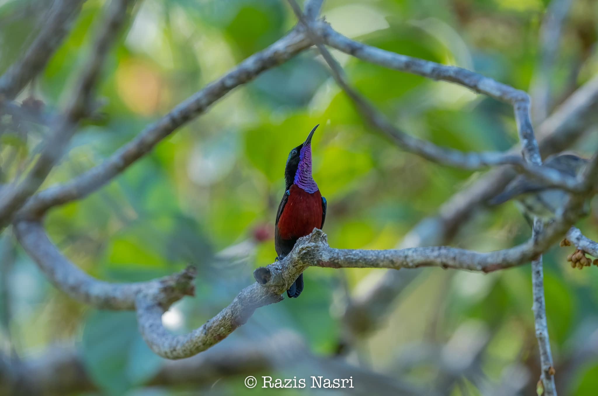 Van Hasselt's Sunbird — Borneo wildlife, book, free download, jungle tour, bird, bird tour