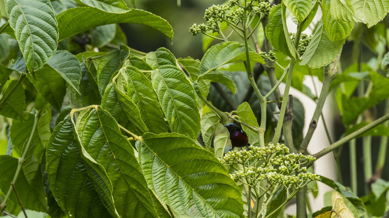 Van Hasselt's Sunbird — Borneo wildlife, book, free download, jungle tour, bird, bird tour