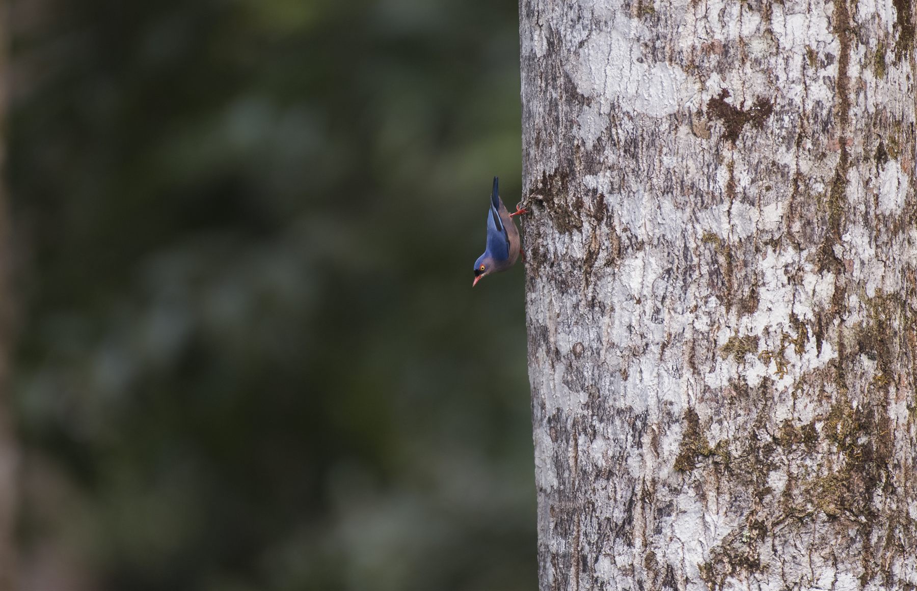 Velvet-fronted Nuthatch — Borneo wildlife, book, free download, jungle tour, bird, bird tour