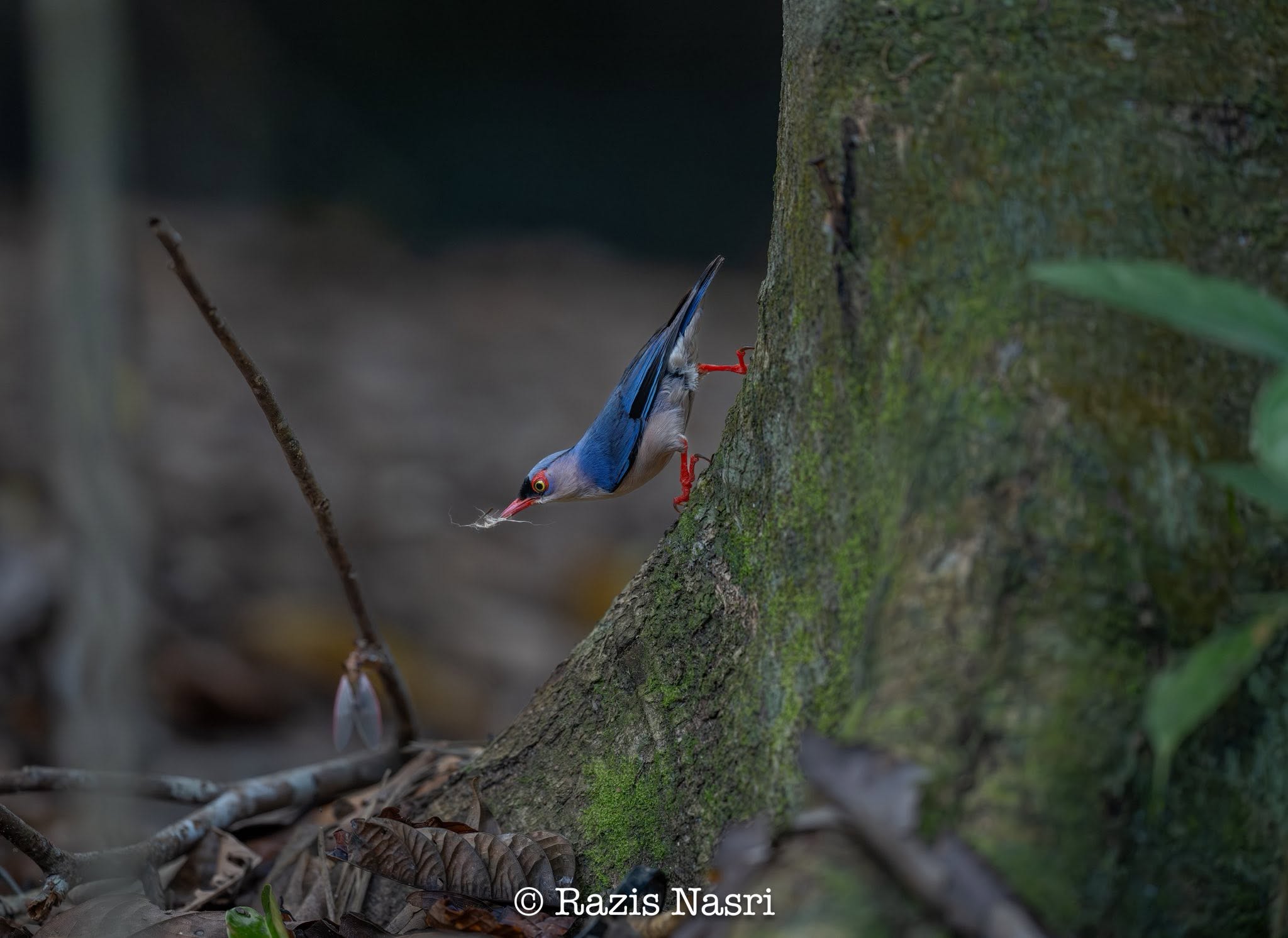 Velvet-fronted Nuthatch — Borneo wildlife, book, free download, jungle tour, bird, bird tour