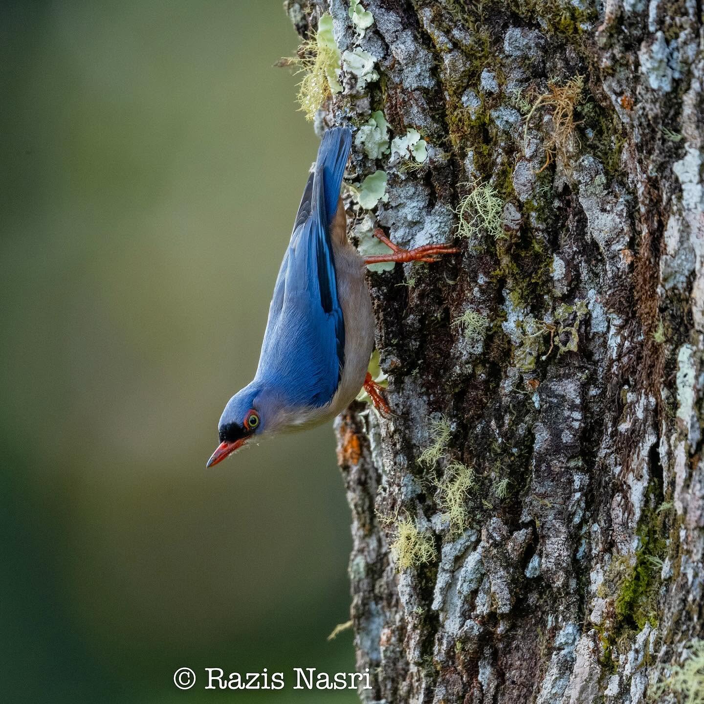 Velvet-fronted Nuthatch — Borneo wildlife, book, free download, jungle tour, bird, bird tour