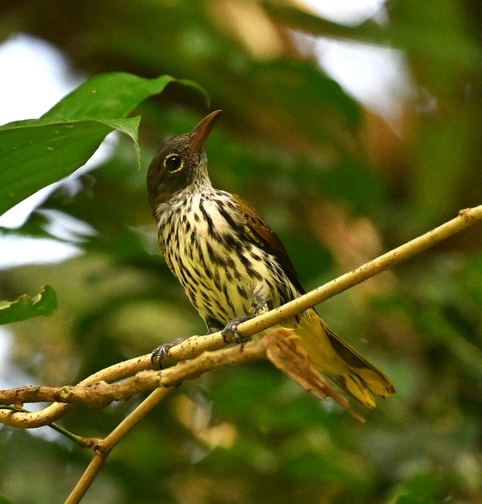 Ventriloquial Oriole — Borneo wildlife, book, free download, jungle tour, bird, bird tour