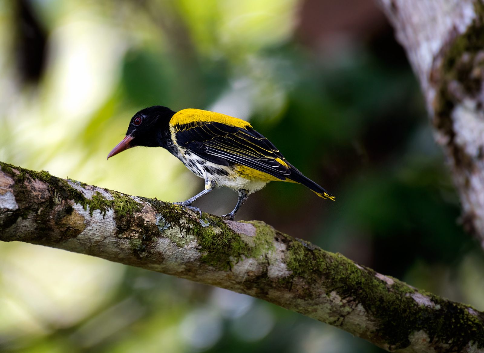 Ventriloquial Oriole — Borneo wildlife, book, free download, jungle tour, bird, bird tour