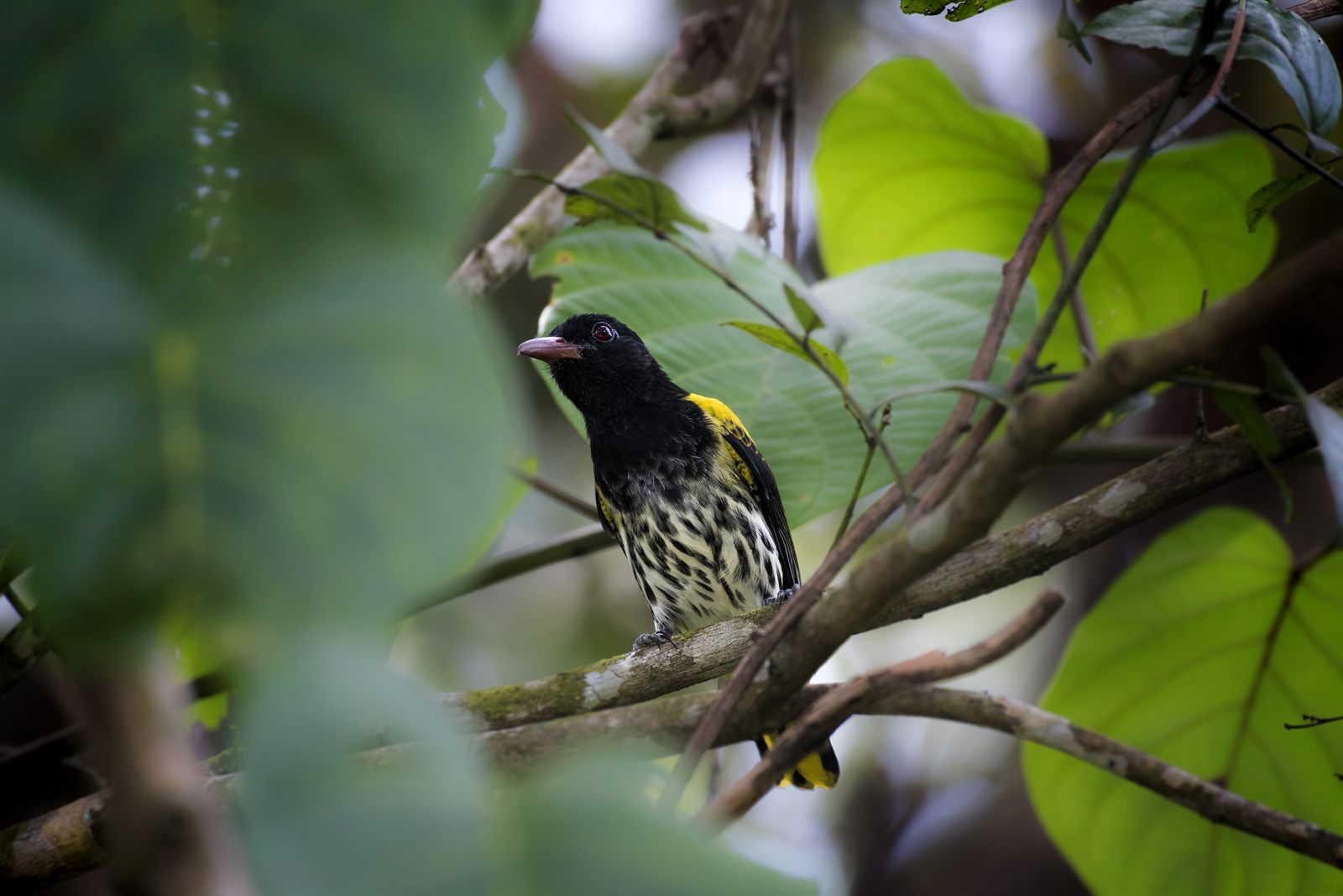 Ventriloquial Oriole — Borneo wildlife, book, free download, jungle tour, bird, bird tour