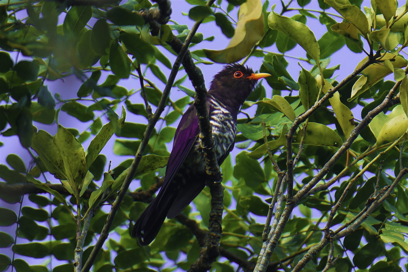 Violet Cuckoo — Borneo wildlife, book, free download, jungle tour, bird, bird tour