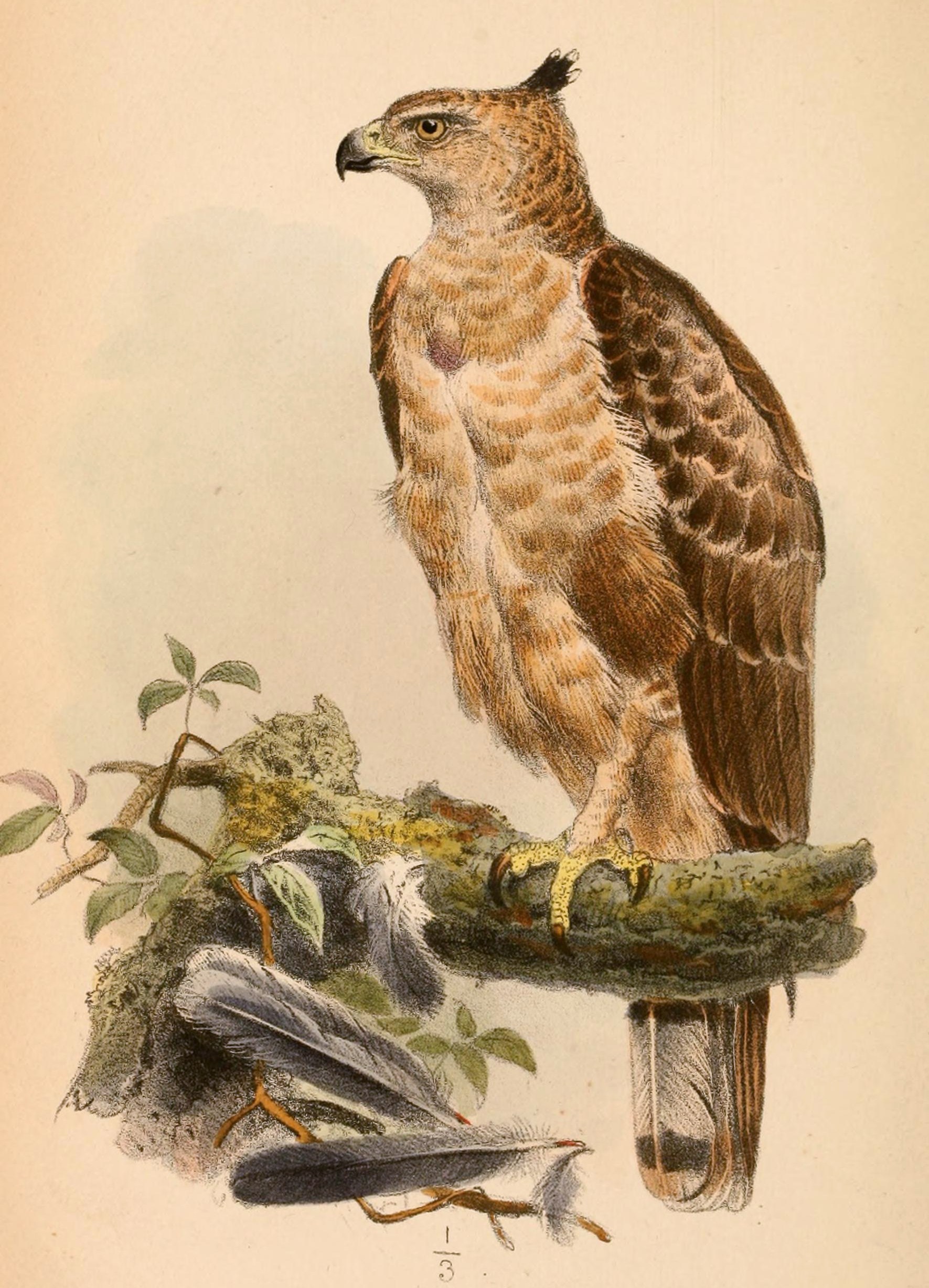 Wallace's Hawk-Eagle — Borneo wildlife, book, free download, jungle tour, bird, bird tour