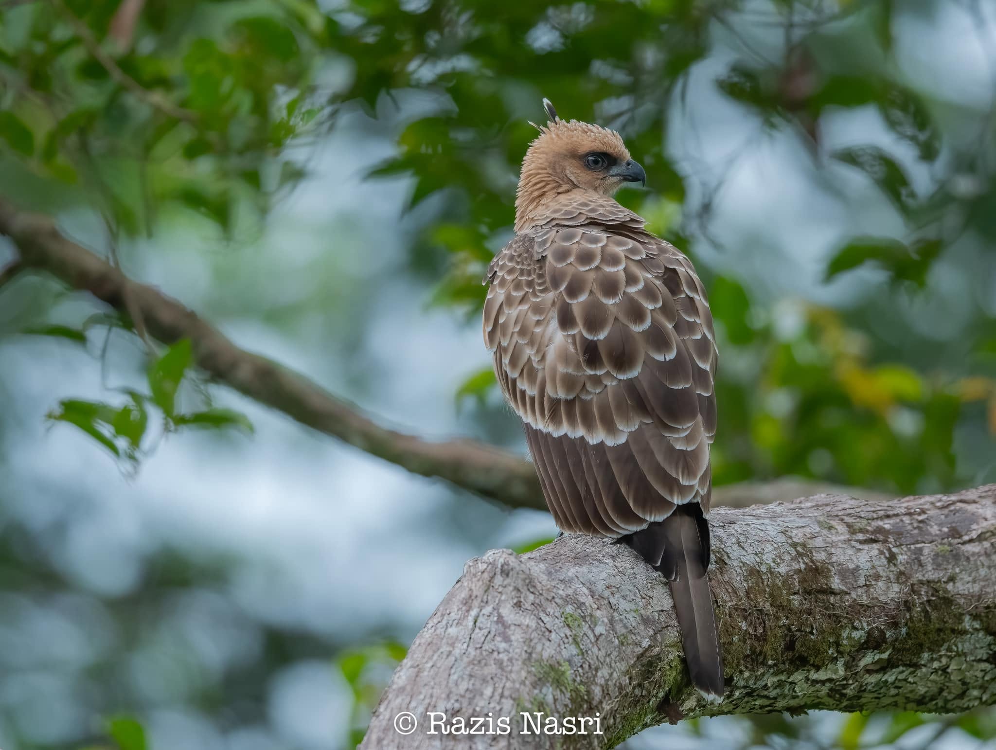 Wallace's Hawk-Eagle — Borneo wildlife, book, free download, jungle tour, bird, bird tour