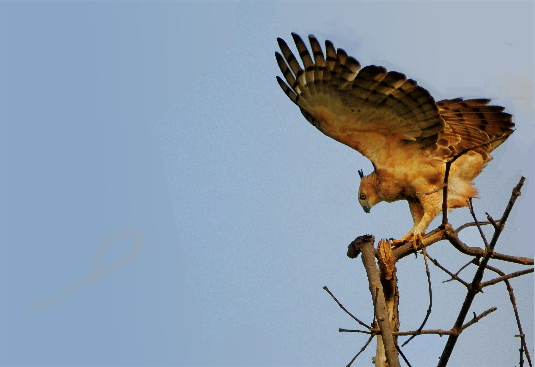 Wallace's Hawk-Eagle — Borneo wildlife, book, free download, jungle tour, bird, bird tour