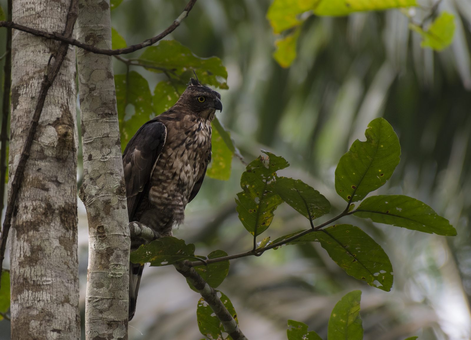 Wallace's Hawk-Eagle — Borneo wildlife, book, free download, jungle tour, bird, bird tour