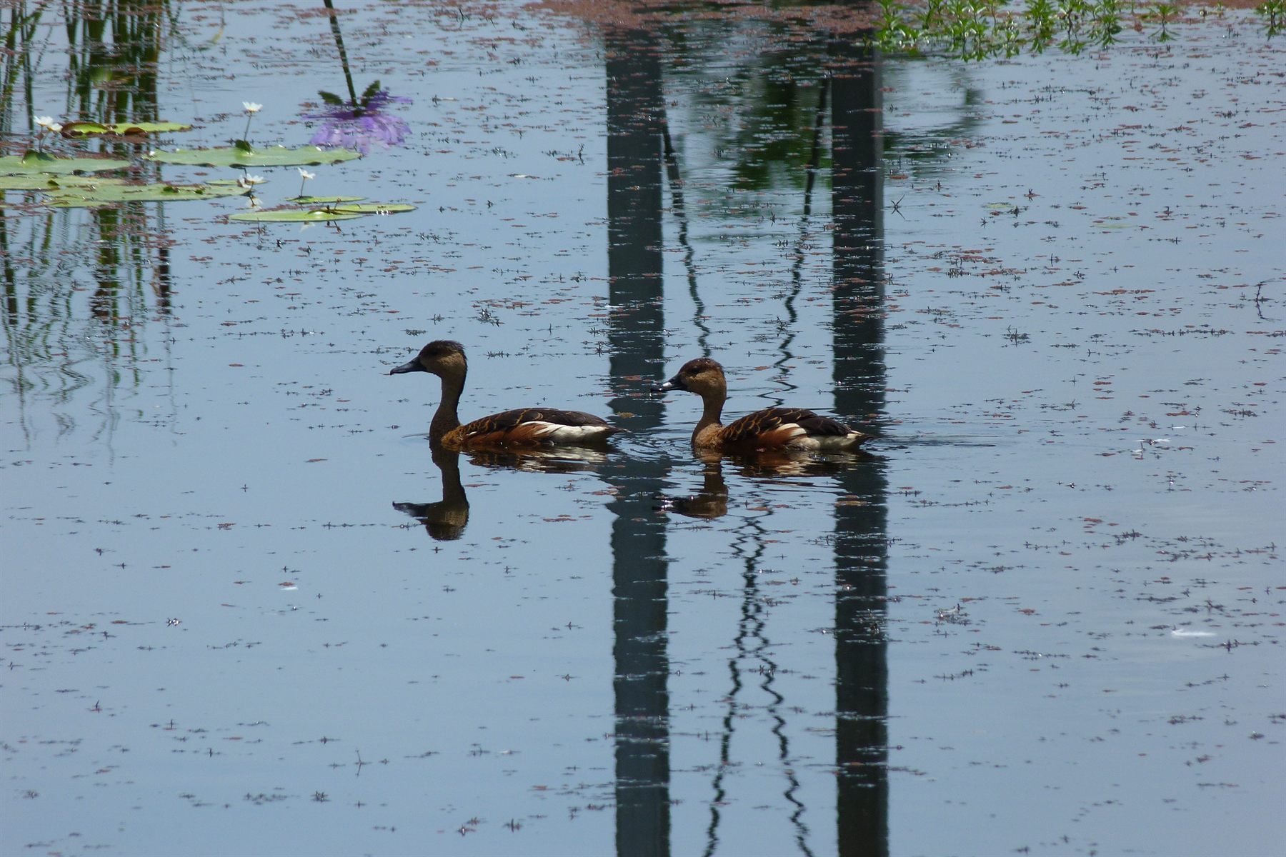 Wandering Whistling-Duck — Borneo wildlife, book, free download, jungle tour, bird, bird tour