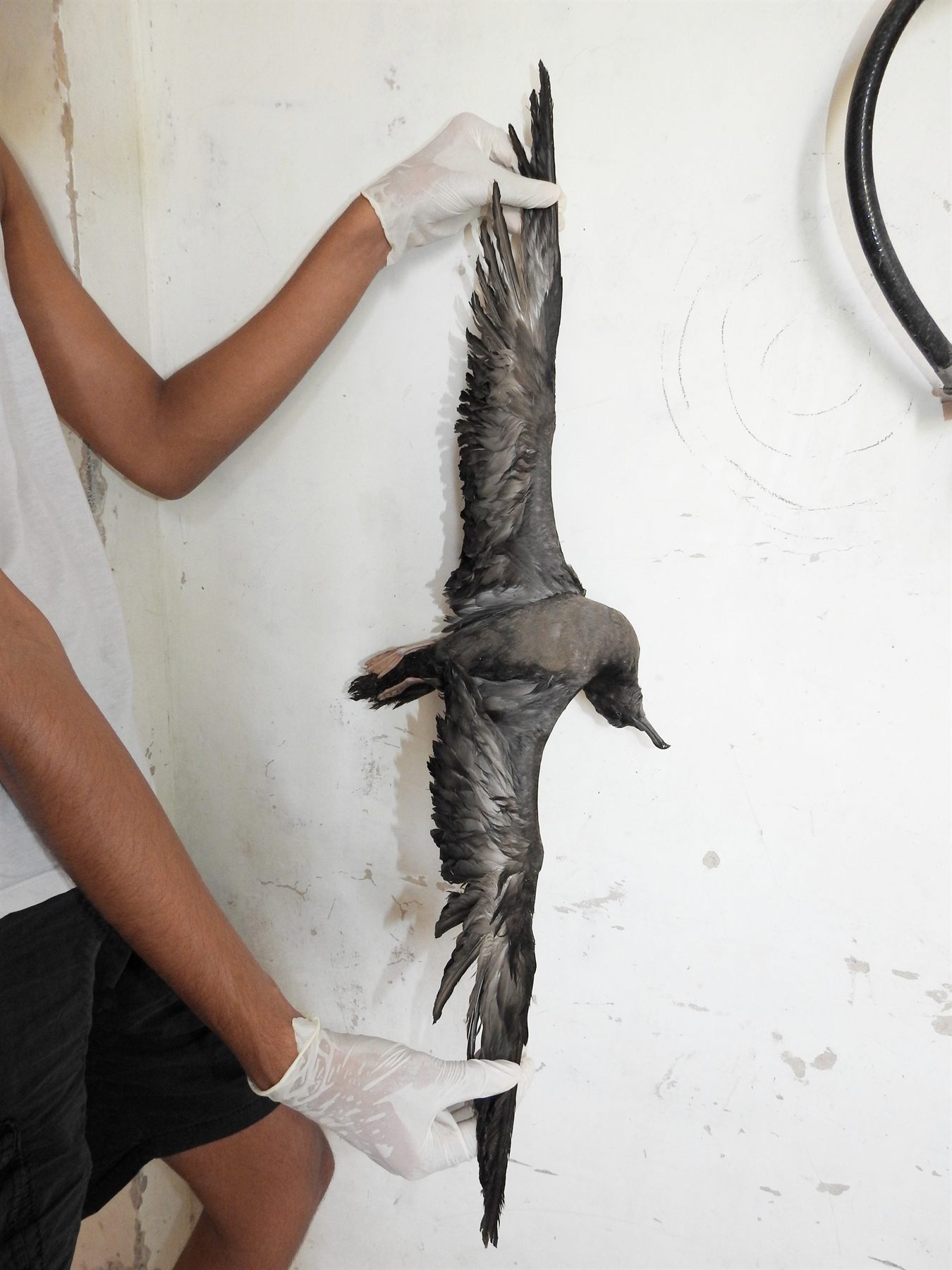 Wedge-tailed Shearwater — Borneo wildlife, book, free download, jungle tour, bird, bird tour