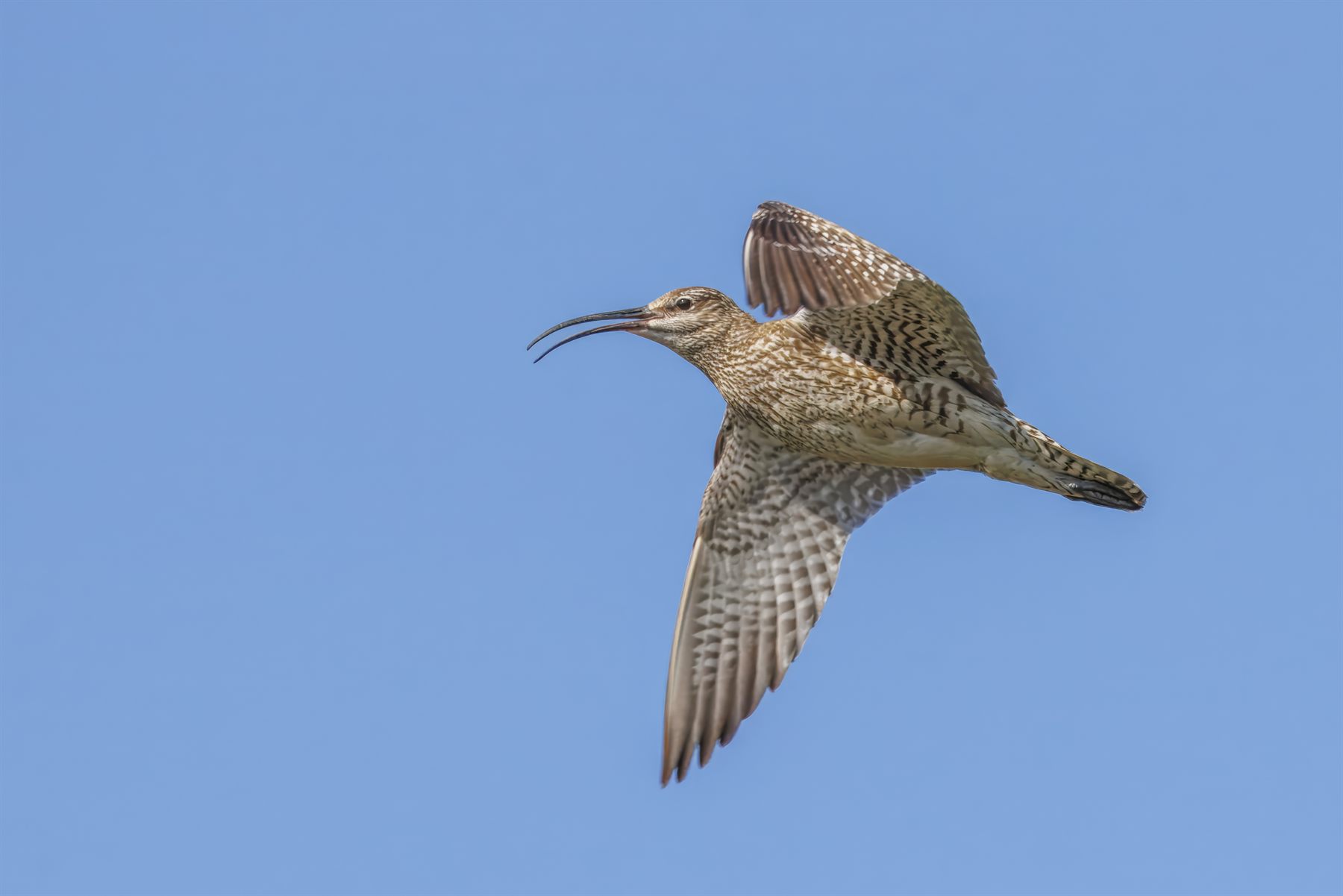 Eurasian Whimbrel — Borneo wildlife, book, free download, jungle tour, bird, bird tour