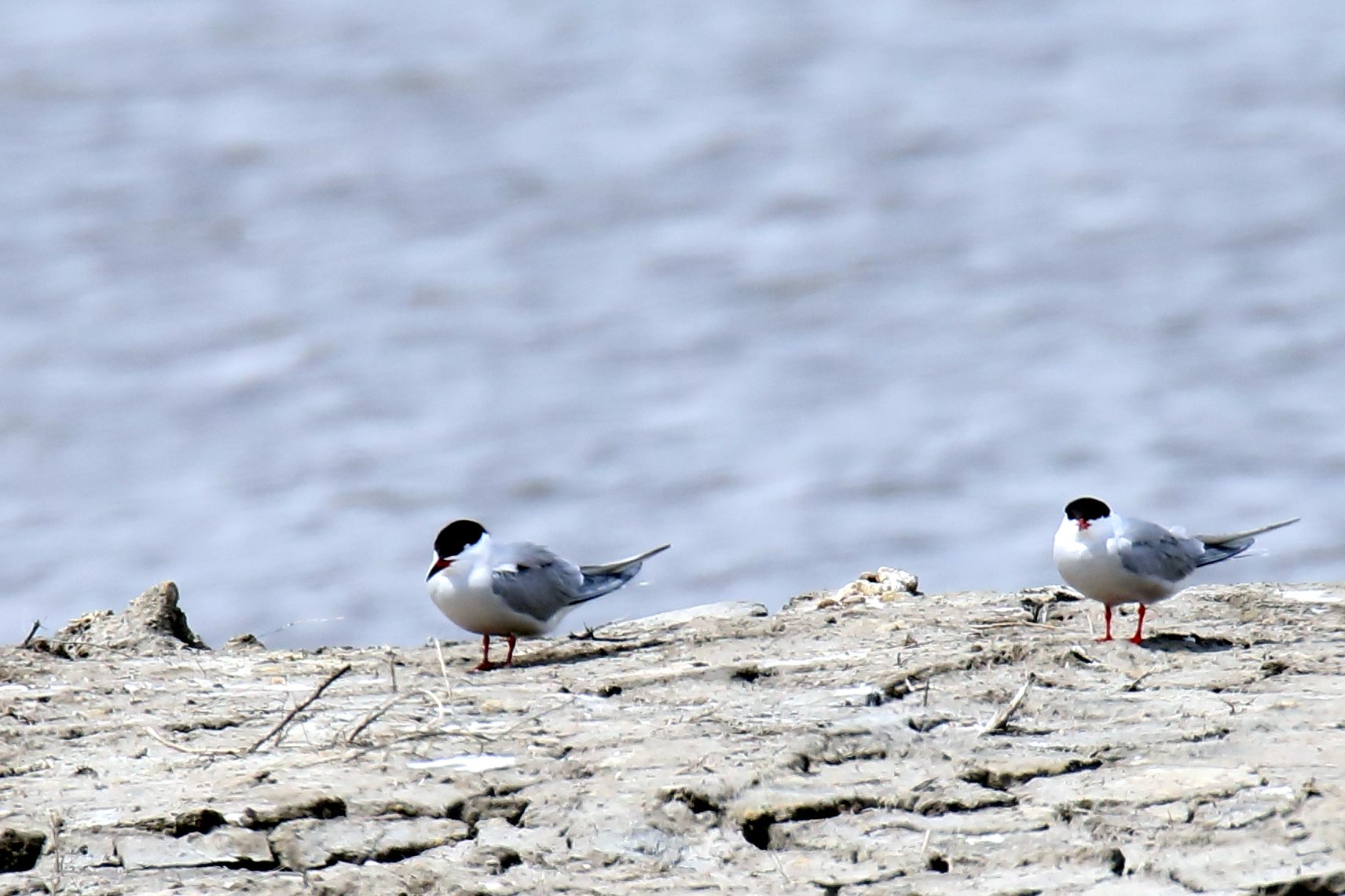 Whiskered Tern — Borneo wildlife, book, free download, jungle tour, bird, bird tour