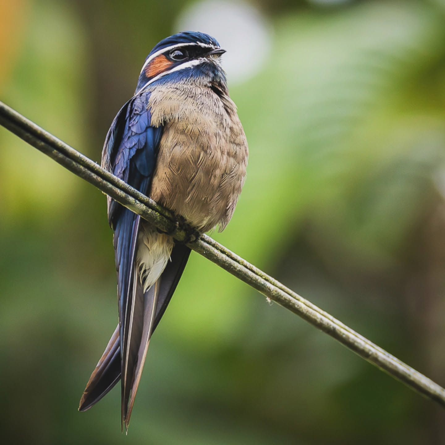 Whiskered Treeswift — Borneo wildlife, book, free download, jungle tour, bird, bird tour