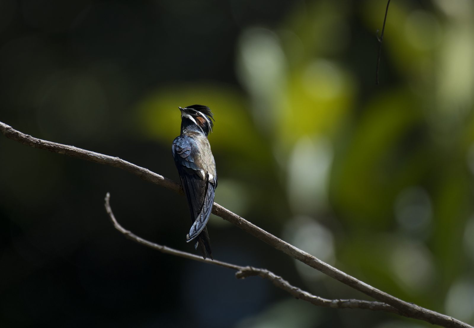 Whiskered Treeswift — Borneo wildlife, book, free download, jungle tour, bird, bird tour