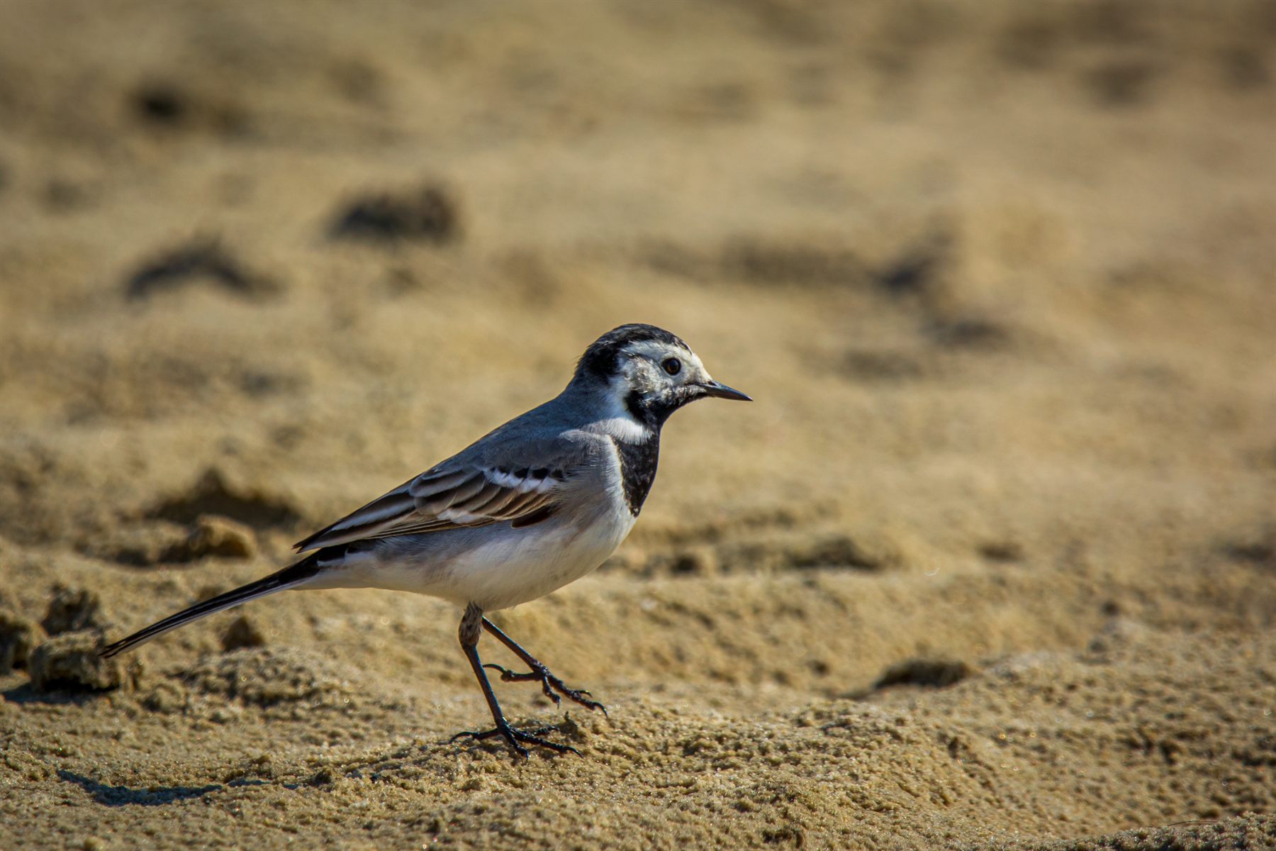 White Wagtail — Borneo wildlife, book, free download, jungle tour, bird, bird tour