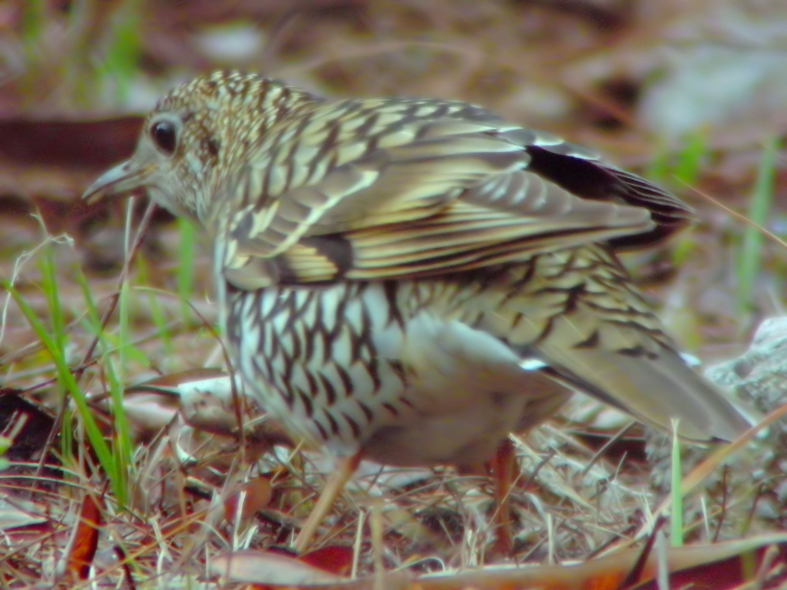 White's Thrush — Borneo wildlife, book, free download, jungle tour, bird, bird tour