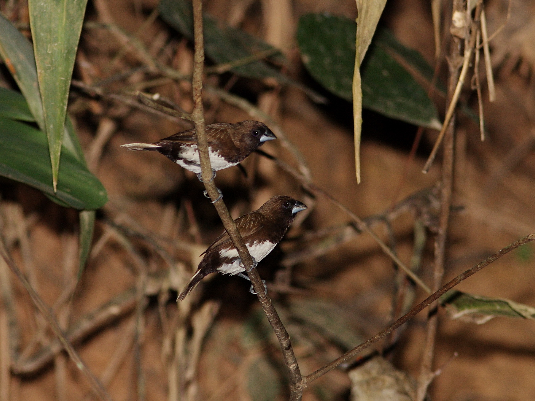 White-bellied Munia — Borneo wildlife, book, free download, jungle tour, bird, bird tour