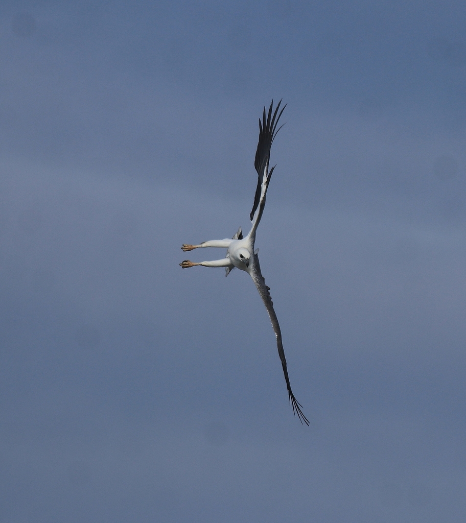 White-bellied Sea-Eagle — Borneo wildlife, book, free download, jungle tour, bird, bird tour