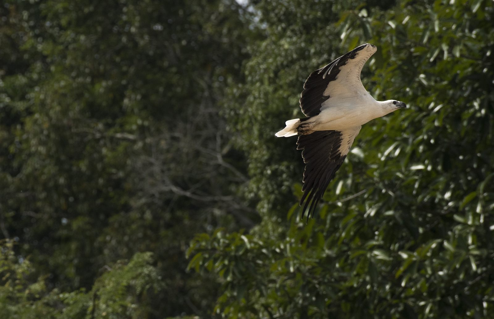 White-bellied Sea-Eagle — Borneo wildlife, book, free download, jungle tour, bird, bird tour