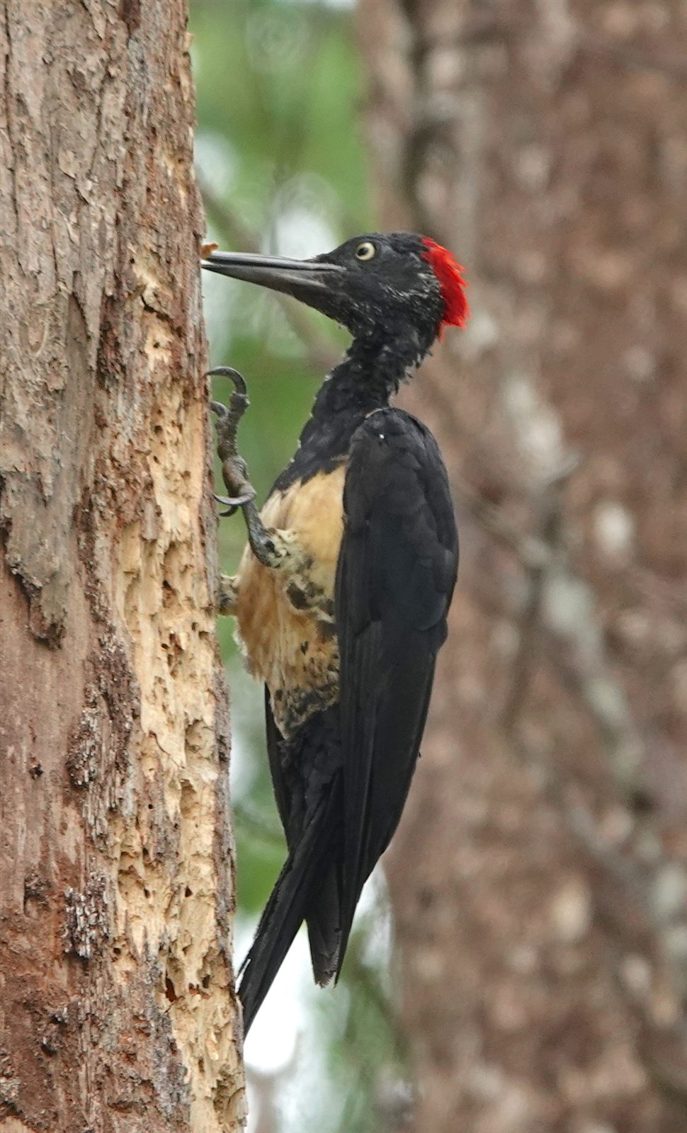 White-bellied Woodpecker — Borneo wildlife, book, free download, jungle tour, bird, bird tour
