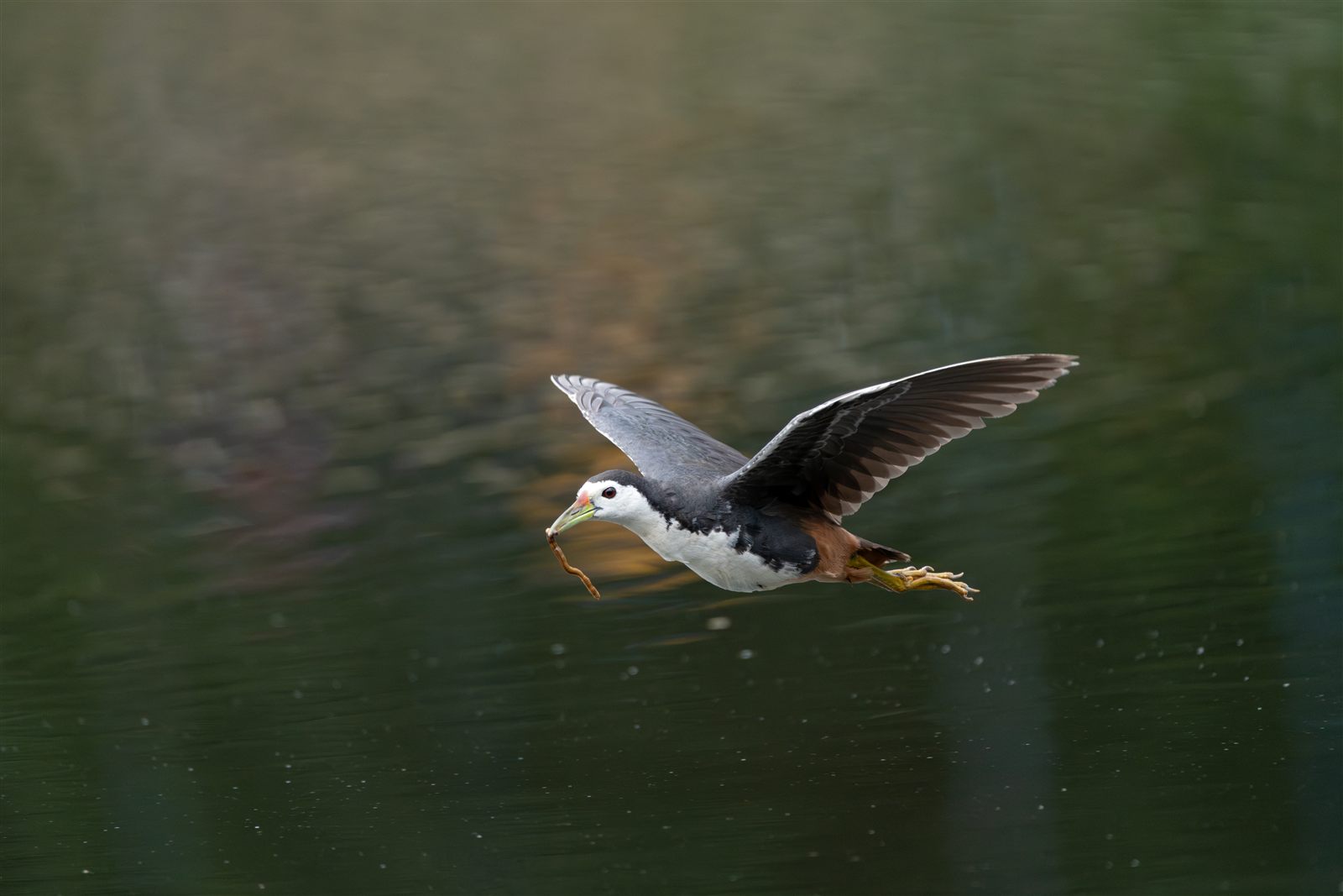 White-breasted Waterhen — Borneo wildlife, book, free download, jungle tour, bird, bird tour
