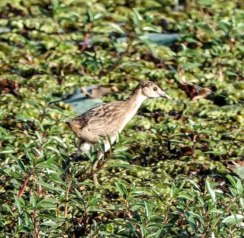 White-browed Crake — Borneo wildlife, book, free download, jungle tour, bird, bird tour