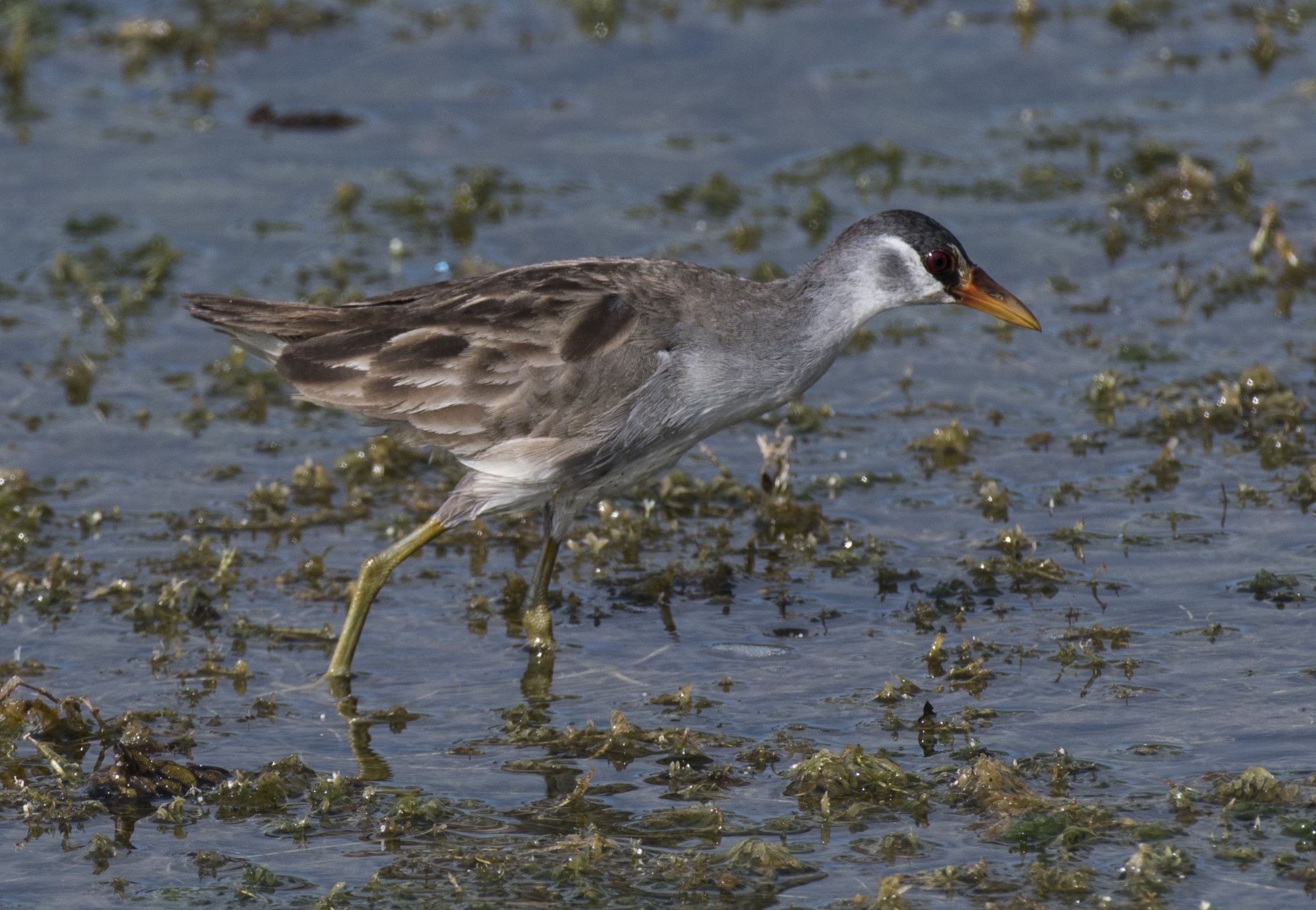 White-browed Crake — Borneo wildlife, book, free download, jungle tour, bird, bird tour