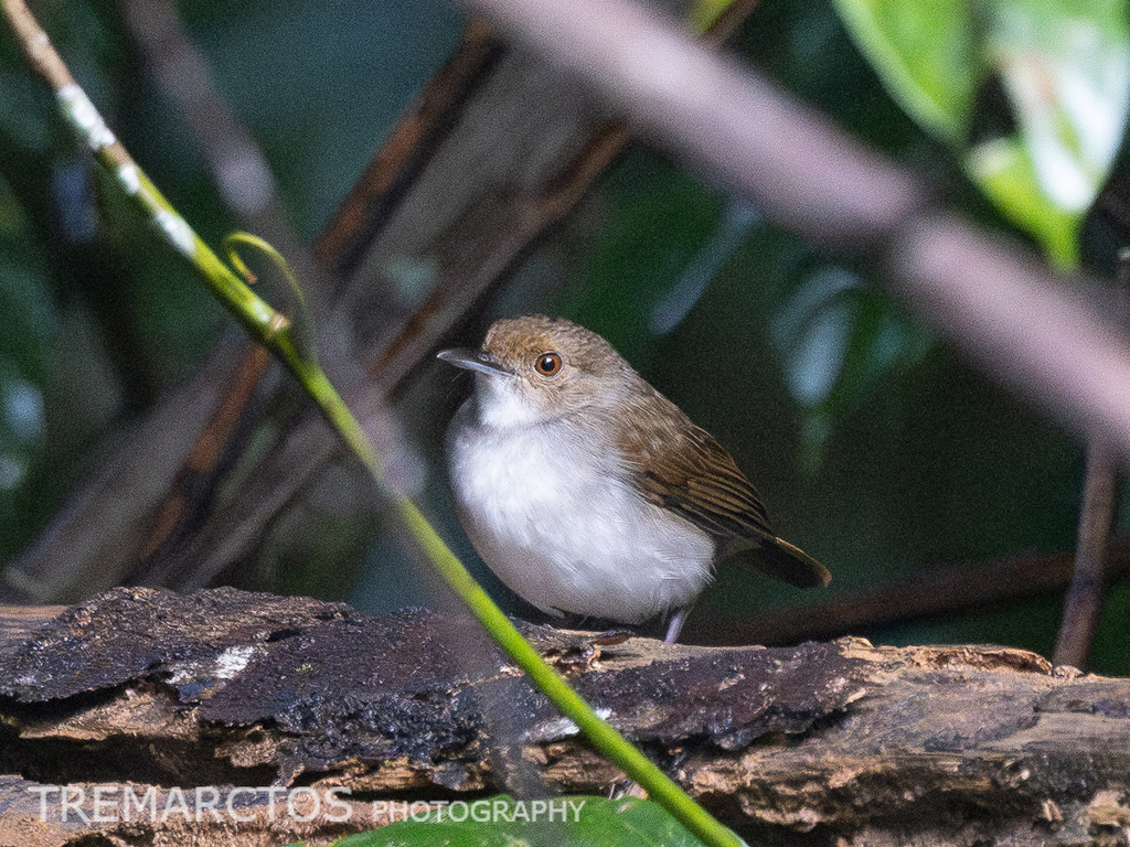 White-chested Babbler — Borneo wildlife, book, free download, jungle tour, bird, bird tour